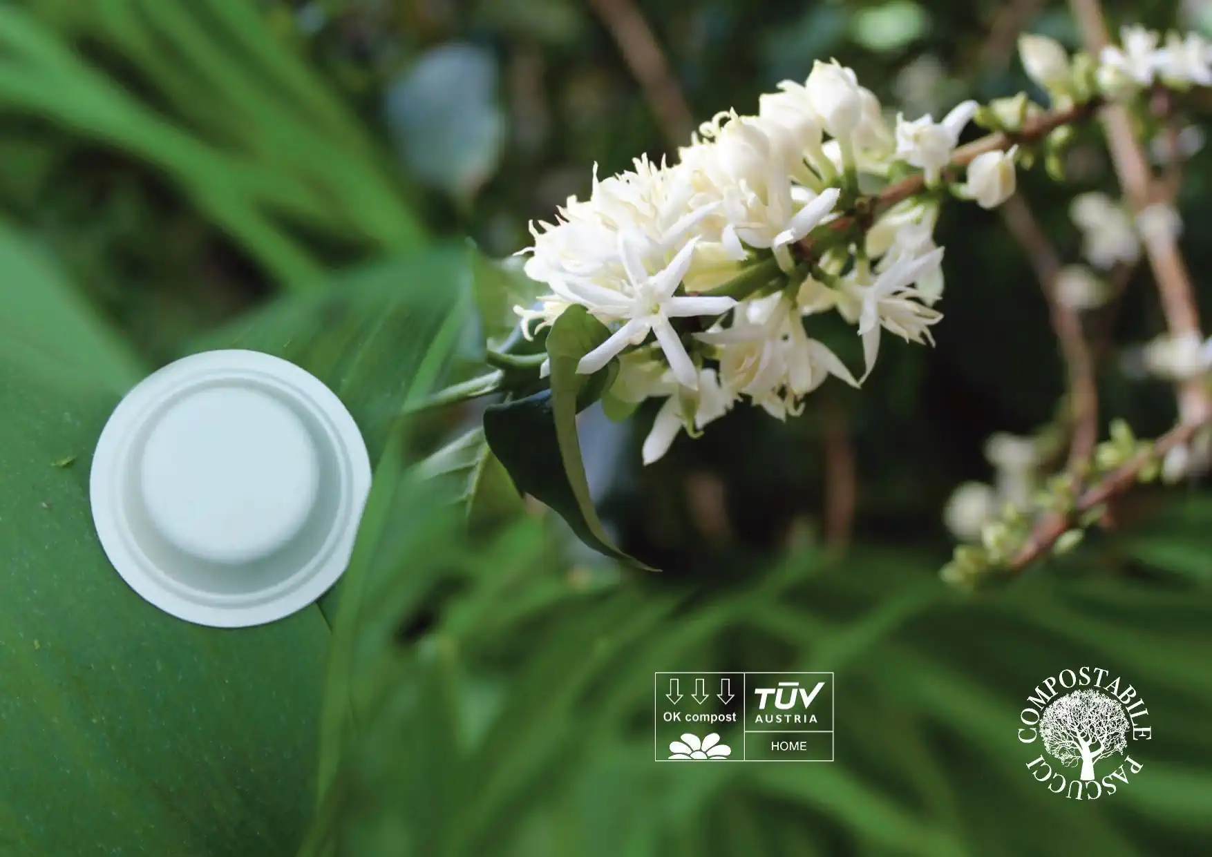 Capsula bianca i naturen WebP